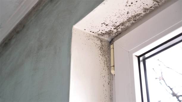 Best Comprehensive Air Testing for Mold Contaminants  in Woodbridge, VA