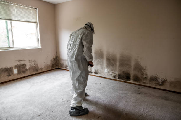 Mold Documentation for Insurance Claims in Woodbridge, VA